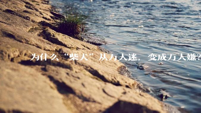为什么“柴犬”从万人迷，变成万人嫌？